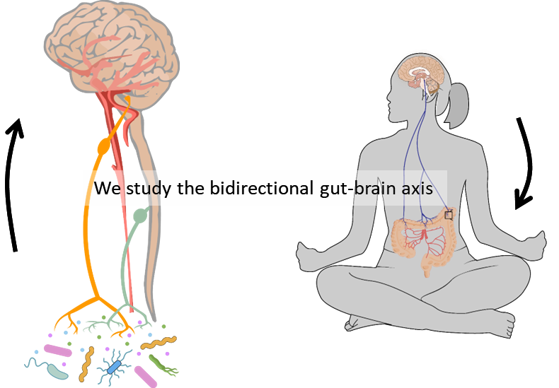 Gut brain axis / brain gut axis